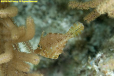 fringed filefish