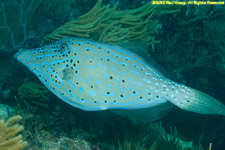 scrawled filefish