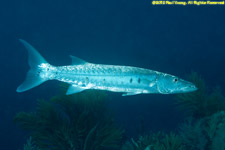 barracuda