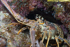 spiny lobster