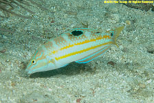 puddingwife