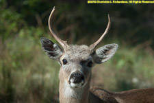 buck closeup