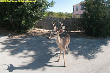 deer on road