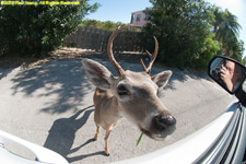 fisheye view