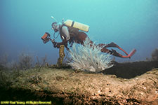 Charlotte diving the Bianca C