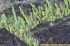ferns colonizing lava flow