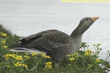 greylag goose