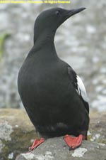 black guillemot