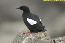 black guillemot