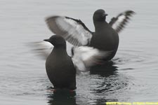 pair of black guillemots flapping wings