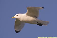 kittiwake in flight