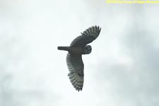 short-eared owl in flight