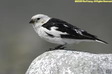 male snow bunting