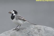 male white wagtail with food