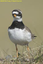 ringed plover