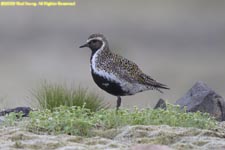 golden plover