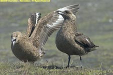 pair of great skuas