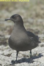 dark morph arctic skua