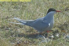 arctic tern on the nest