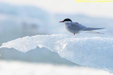arctic tern on an iceberg