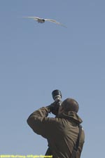 Daniel photographing arctic terns at Jokulsarlon