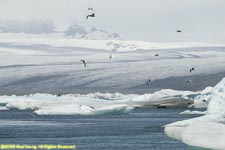 arctic terns at Jokulsarlon glacial lagoon