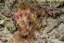 hermit crab anemones