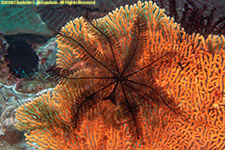 crinoid