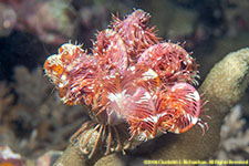 crinoid