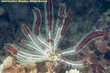 crinoid