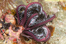 crinoid