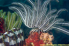 crinoids