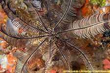 crinoid