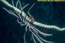 crinoid