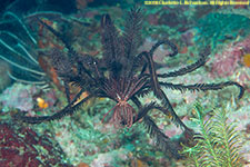 crinoid