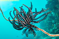 crinoid