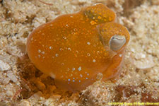 bobtail squid