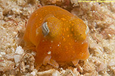 bobtail squid