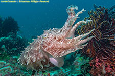 cuttlefish