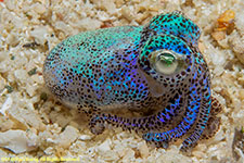 bobtail squid