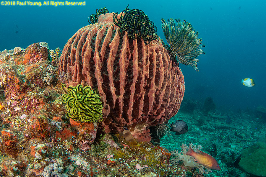 Indonesia photo gallery: Komodo