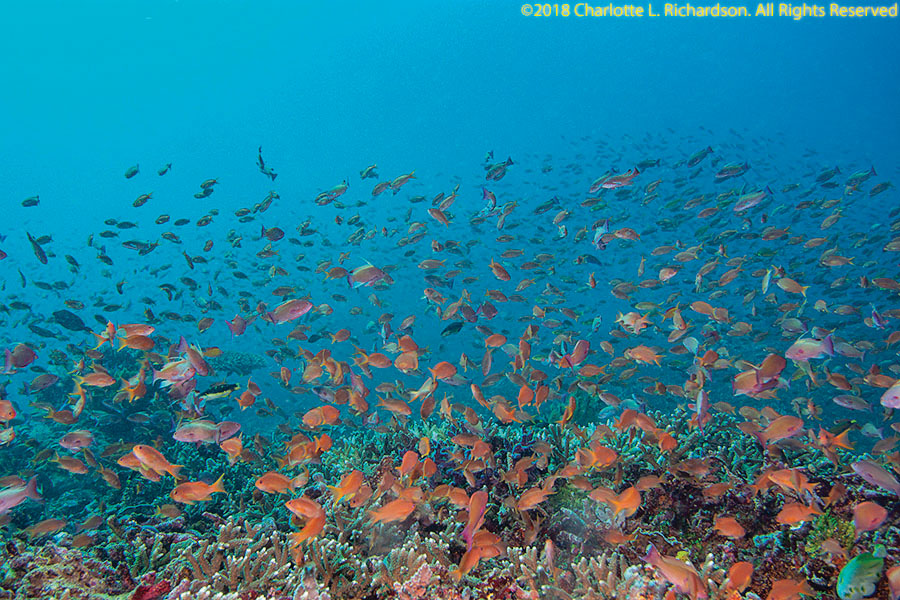 Pesce di Mare Reef Sun coralli marini Immersioni Isola di Komodo Indonesia  animali animali coralli corallo mare marine acquatici natura sealife Foto  stock - Alamy