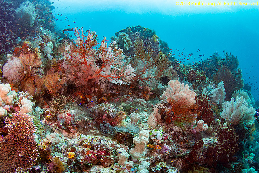 Pesce di Mare Reef Sun coralli marini Immersioni Isola di Komodo Indonesia  animali animali coralli corallo mare marine acquatici natura sealife Foto  stock - Alamy