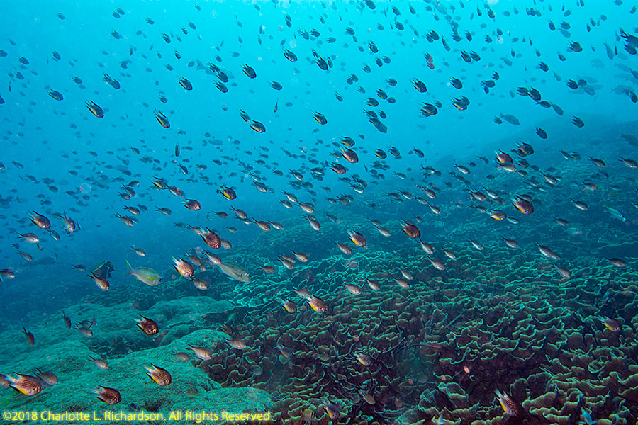 Indonesia photo gallery: Komodo