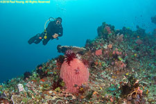 diver over reef