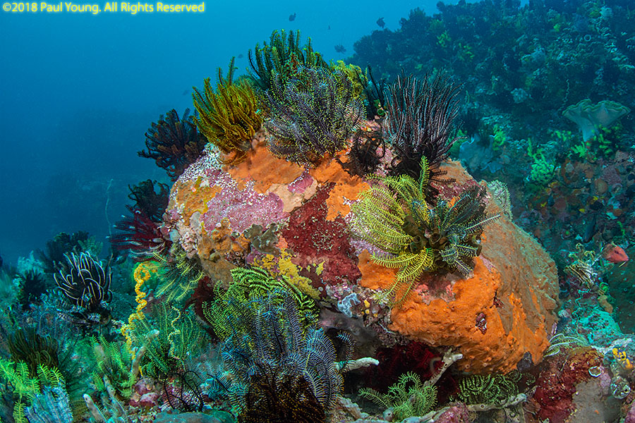 Pesce di Mare Reef Sun coralli marini Immersioni Isola di Komodo Indonesia  animali animali coralli corallo mare marine acquatici natura sealife Foto  stock - Alamy