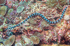 sea snake