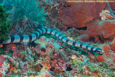 sea snake