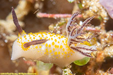 nudibranch