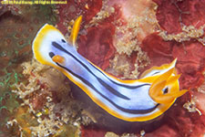 nudibranch